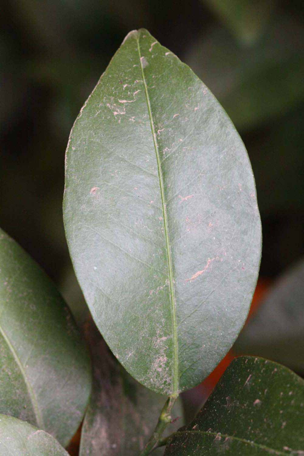              Unifoliolate leaf (Winter Haven, FL)       